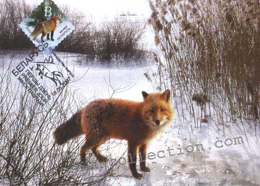 Red fox (Vulpes vulpes)